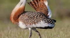 Drop bird (foto): fast steppe stanovnik